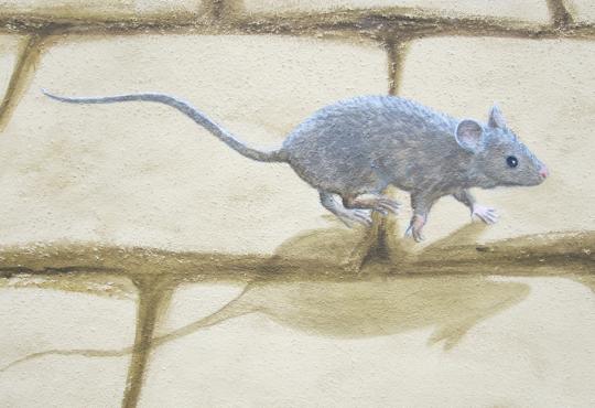 HAUSMAUS, Acryl, 2021 Carlshan
